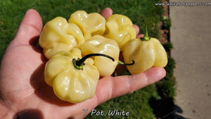 7 Pot White - Pepper Seeds - White Hot Peppers