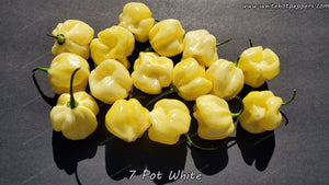 7 Pot White - Pepper Seeds - White Hot Peppers