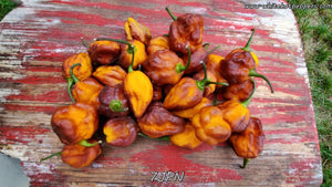 7JPN - Pepper Seeds - White Hot Peppers
