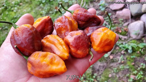 7JPN - Pepper Seeds - White Hot Peppers