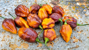 7JPN - Pepper Seeds - White Hot Peppers