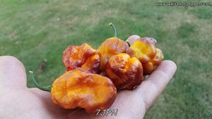 7JPN - Pepper Seeds - White Hot Peppers