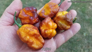 7JPN - Pepper Seeds - White Hot Peppers