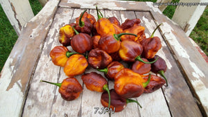 7JPN - Pepper Seeds - White Hot Peppers