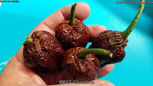 7 Pot Bubblegum (BBG7) Chocolate - Pepper Seeds - White Hot Peppers