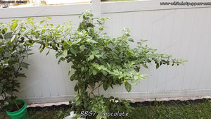 7 Pot Bubblegum (BBG7) Chocolate - Pepper Seeds - White Hot Peppers