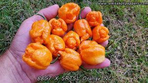 7 Pot Bubblegum (BBG7) x SRTSL Orange (No Calyx) - Pepper Seeds - White Hot Peppers