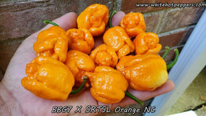 7 Pot Bubblegum (BBG7) x SRTSL Orange (No Calyx) - Pepper Seeds - White Hot Peppers