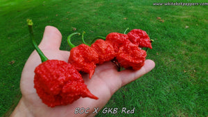 BOC x GKB Red - Pepper Seeds - White Hot Peppers