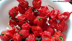 BOC x GKB Red - Pepper Seeds - White Hot Peppers