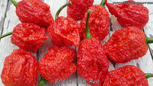 BOC x GKB Red - Pepper Seeds - White Hot Peppers