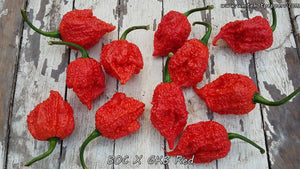 BOC x GKB Red - Pepper Seeds - White Hot Peppers