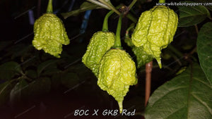 BOC x GKB Red - Pepper Seeds - White Hot Peppers