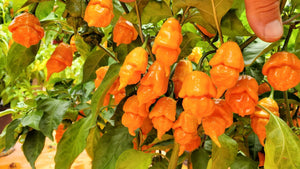 BOC x Reaper Orange - Pepper Seeds - White Hot Peppers