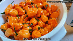 BOC x Aji Pineapple - Pepper Seeds - White Hot Peppers