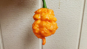 BOC x Reaper Orange - Pepper Seeds - White Hot Peppers