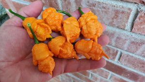 BOC x Reaper Orange - Pepper Seeds - White Hot Peppers