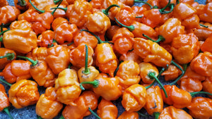 BOC x Reaper Orange - Pepper Seeds - White Hot Peppers