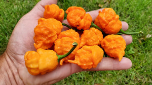 BOC x Reaper Orange - Pepper Seeds - White Hot Peppers