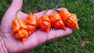 BOC x Reaper Orange - Pepper Seeds - White Hot Peppers