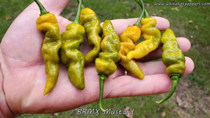 BRMX Mustard - Pepper Seeds - White Hot Peppers