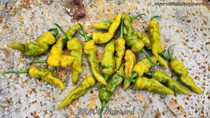 BRMX Mustard - Pepper Seeds - White Hot Peppers