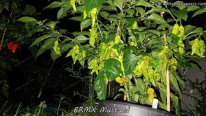 BRMX Mustard - Pepper Seeds - White Hot Peppers