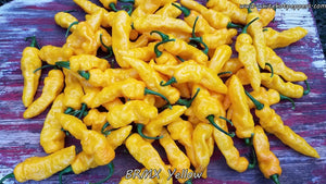 BRMX Yellow - Pepper Seeds - White Hot Peppers