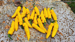 BRMX Yellow - Pepper Seeds - White Hot Peppers