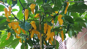 BRMX Yellow - Pepper Seeds - White Hot Peppers