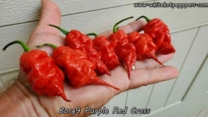 Borg 9 Purple/Red - Pepper Seeds - White Hot Peppers