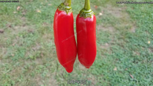 CAP 455 - Pepper Seeds - White Hot Peppers
