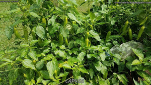 CAP 455 - Pepper Seeds - White Hot Peppers