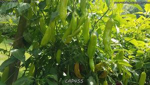 CAP 455 - Pepper Seeds - White Hot Peppers