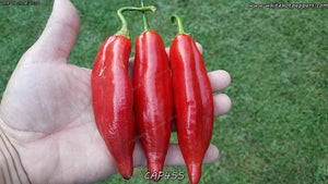 CAP 455 - Pepper Seeds - White Hot Peppers