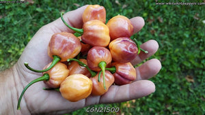 CGN 21500 - Pepper Seeds - White Hot Peppers