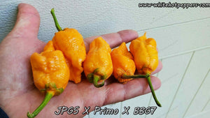 JPGS x Primo x BBG7 - Pepper Seeds - White Hot Peppers