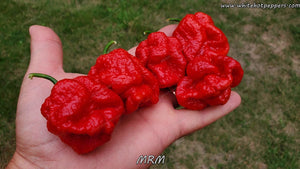 Moruga Red Monster (MRM) - Pepper Seeds - White Hot Peppers