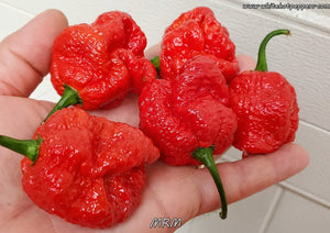 Moruga Red Monster (MRM) - Pepper Seeds - White Hot Peppers