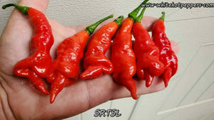 SRTSL - Pepper Seeds - White Hot Peppers