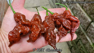 T-REX Chocolate - Pepper Seeds - White Hot Peppers