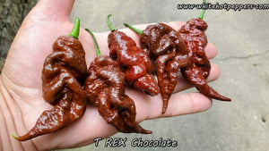 T-REX Chocolate - Pepper Seeds - White Hot Peppers