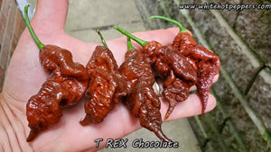 T-REX Chocolate - Pepper Seeds - White Hot Peppers