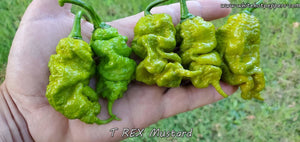 T-REX Mustard - Pepper Seeds - White Hot Peppers