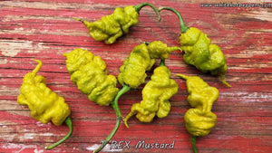 T-REX Mustard - Pepper Seeds - White Hot Peppers