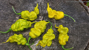 T-REX Mustard - Pepper Seeds - White Hot Peppers