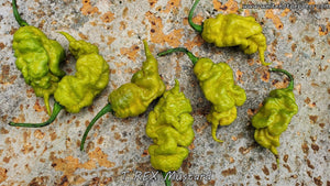 T-REX Mustard - Pepper Seeds - White Hot Peppers