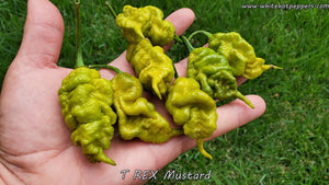 T-REX Mustard - Pepper Seeds - White Hot Peppers