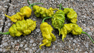 T-REX Mustard - Pepper Seeds - White Hot Peppers