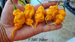 T-REX Yellow - Pepper Seeds - White Hot Peppers